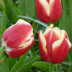 Tulipe triomphe 'Leen van der Mark'